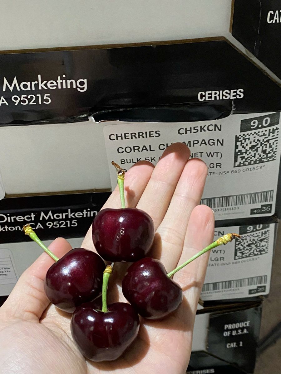 Cherry Mỹ đầu mùa